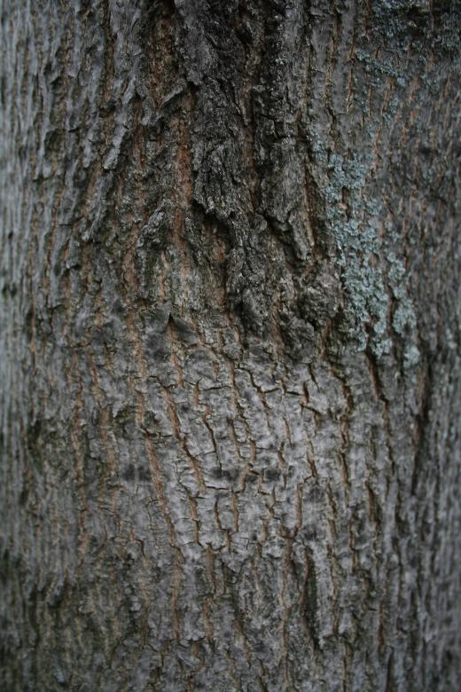 Free stock image of Wood texture created by trevor henry