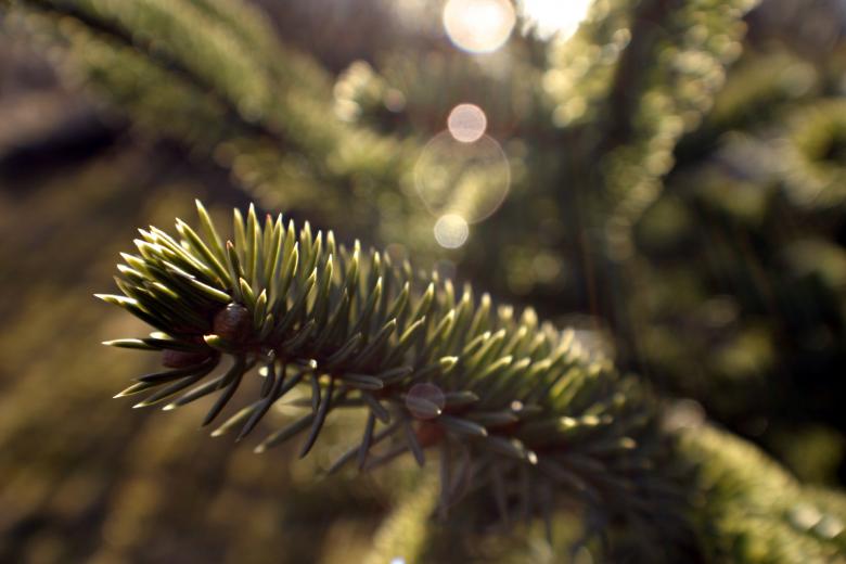 Free stock image of Green plant created by Bjorgvin