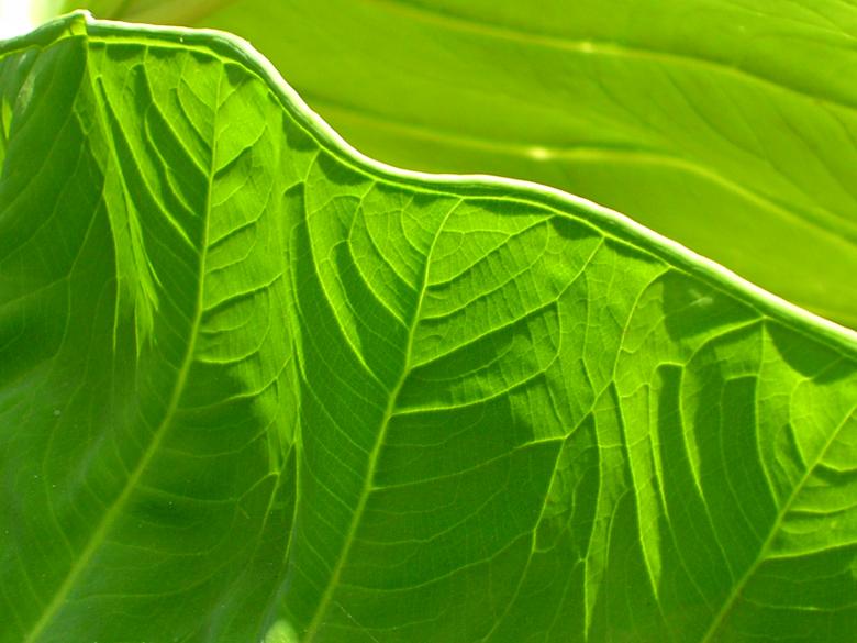 Free stock image of Green leaf texture created by sougata das