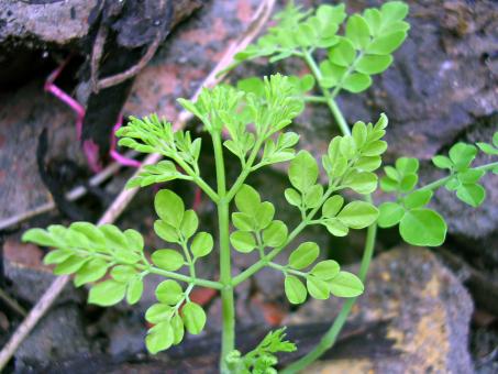 Green plant - Free Stock Photo