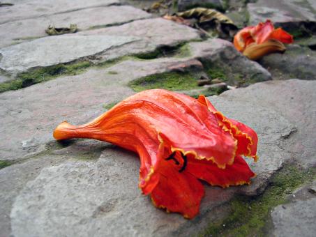 Dead flower - Free Stock Photo