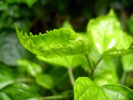 Green leafs - Free Stock Photo