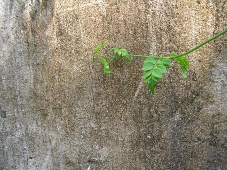 Plant against an dirty wall - Free Stock Photo