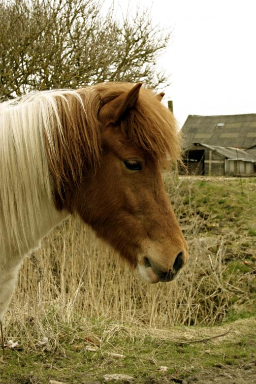 Free stock image of Horse created by Bjorgvin