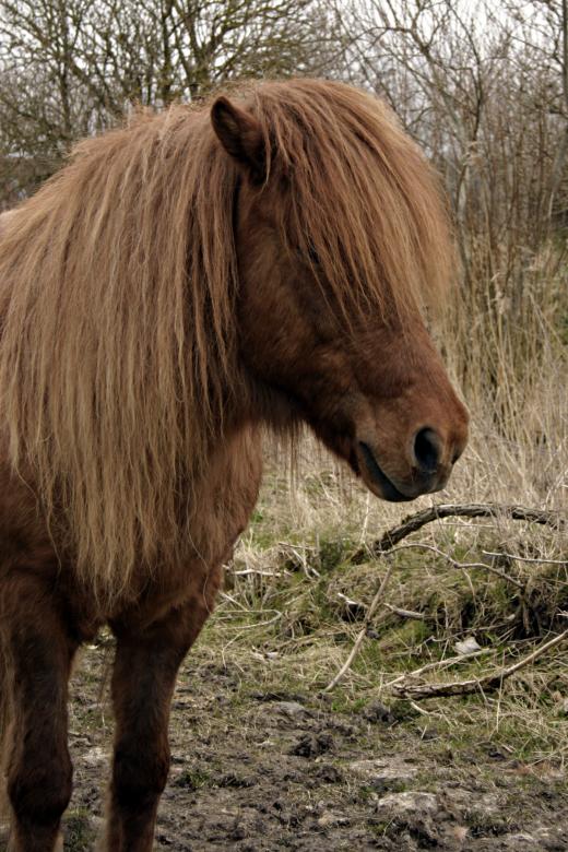 Free stock image of Hairy Icelandic Horse created by Bjorgvin