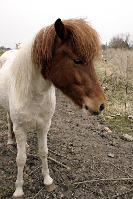 Free stock image of White Horse with Brown Head created by Bjorgvin