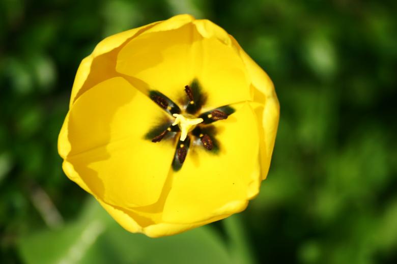 Free stock image of Yellow flower created by AD