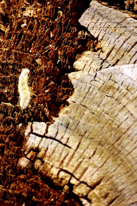 Free stock image of Wood texture created by AD