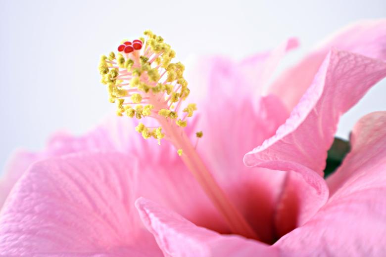 Free stock image of Pink Flower created by Bjorgvin