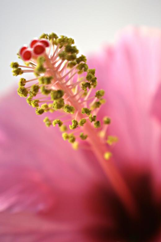 Free stock image of Pink Flower Closeup created by Bjorgvin