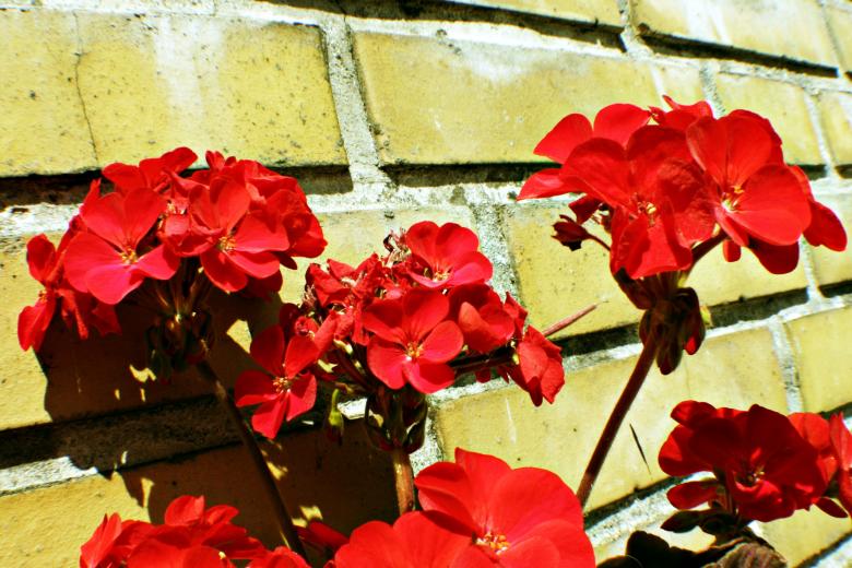 Free stock image of Red flowers created by Bjorgvin