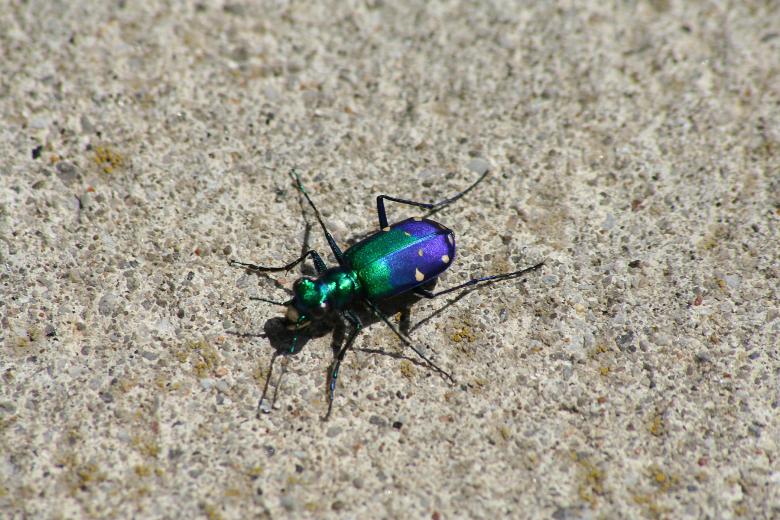 Free stock image of Beatle created by trevor henry