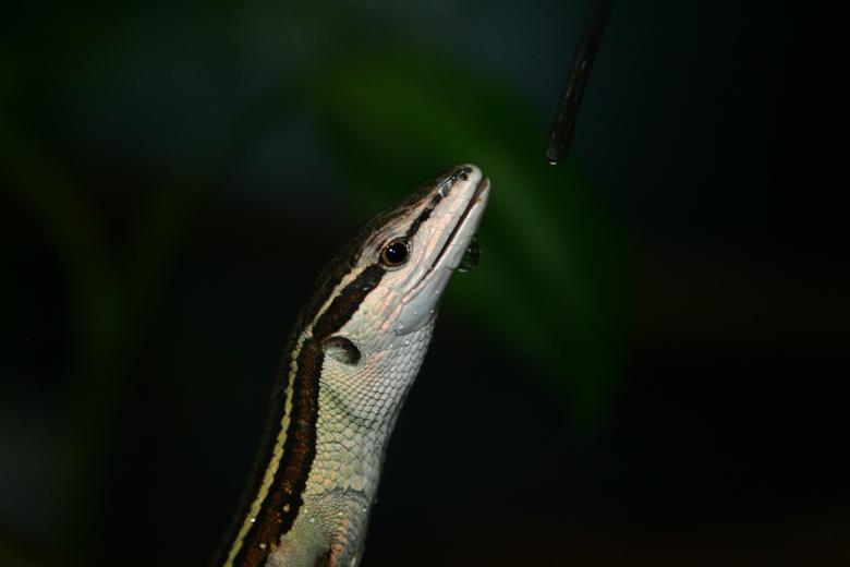 Free stock image of Lizard created by trevor henry