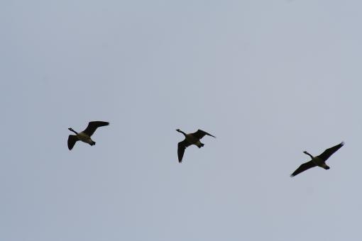 Three flying geese - Free Stock Photo