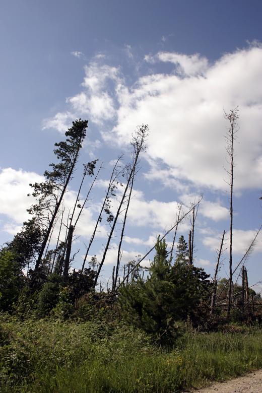 Free stock image of After the Storm - Broken Trees created by Bjorgvin