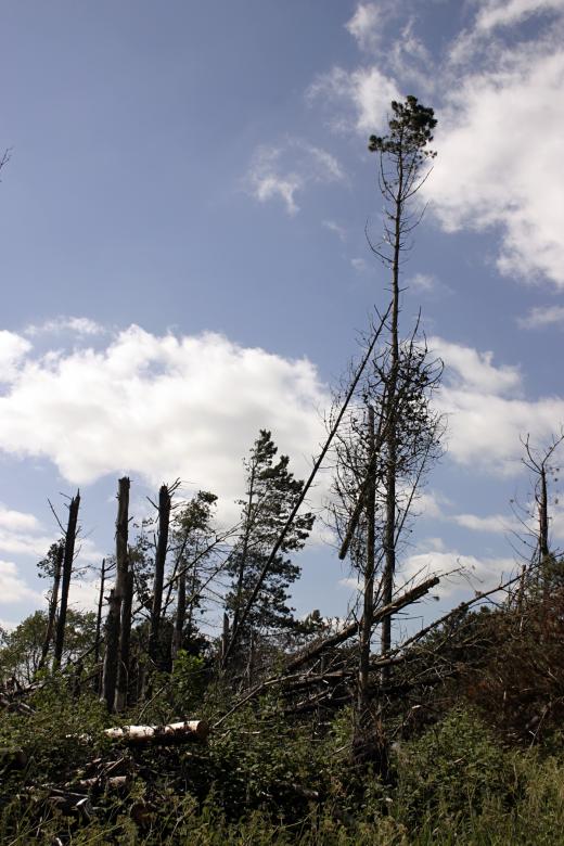 Free stock image of Broken Trees and Blue Skies created by Bjorgvin
