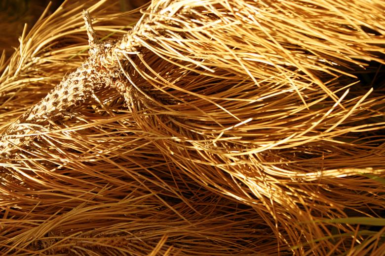 Free stock image of Yellow dry pine needles created by Bjorgvin