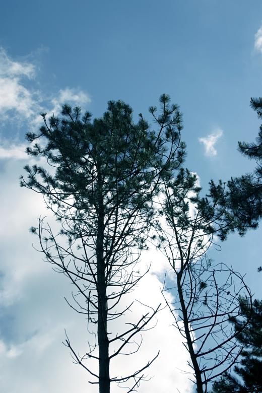 Free stock image of Pine trees against the sky created by Bjorgvin