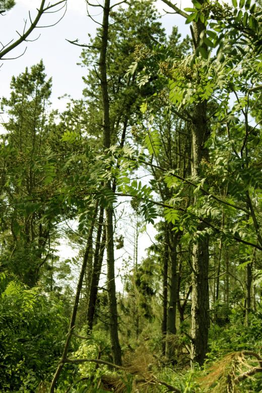 Free stock image of Green woods created by Bjorgvin