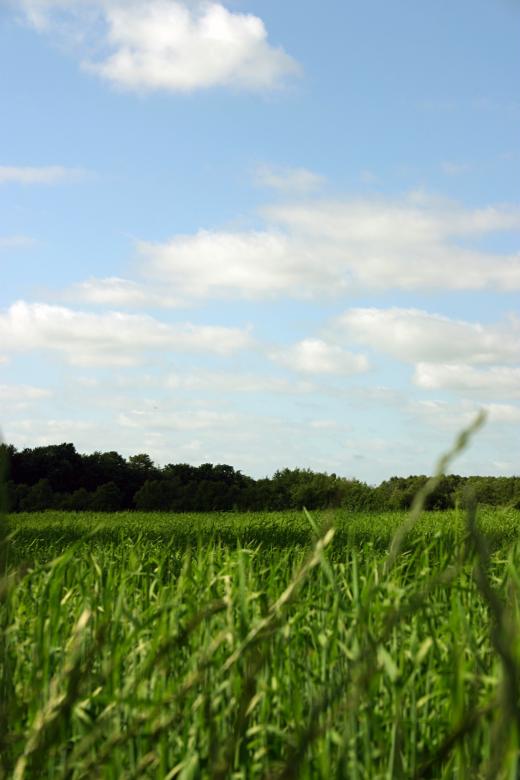 Free stock image of Green field created by Bjorgvin