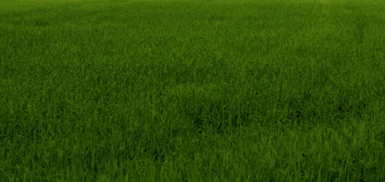 Free stock image of Green grass texture created by Bjorgvin