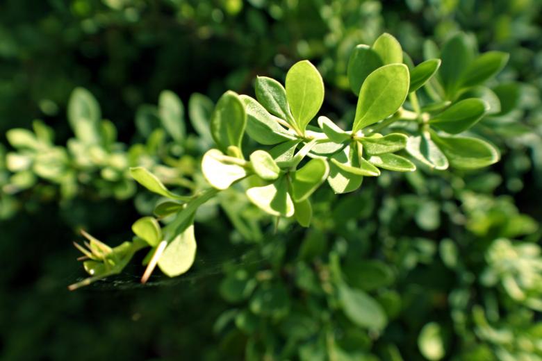 Free stock image of Green plant created by Bjorgvin