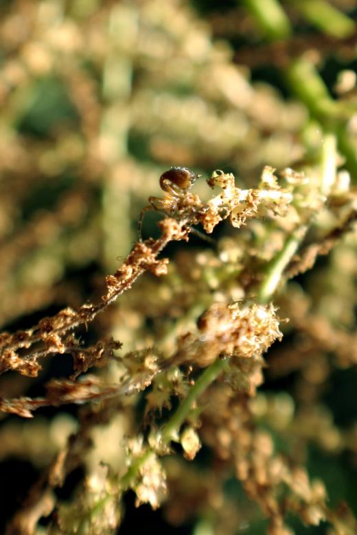 Free stock image of Tiny spider created by Bjorgvin