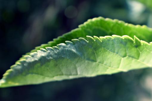 Free Stock Photo of Green leaf
