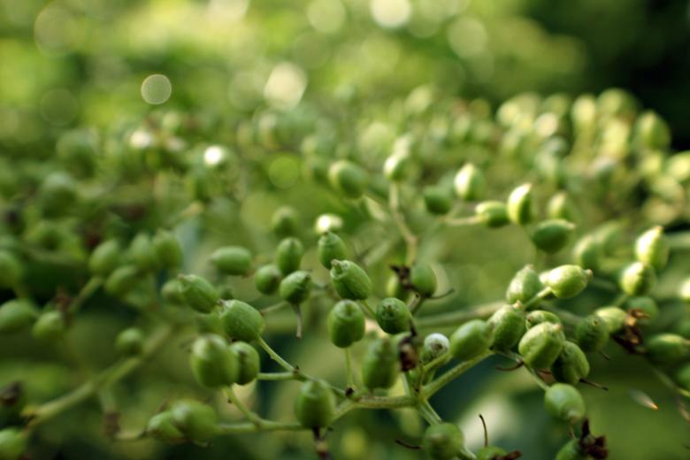 Free stock image of Green plant macro created by Bjorgvin