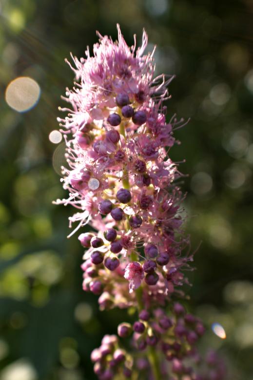 Free stock image of Flower and berries created by Bjorgvin