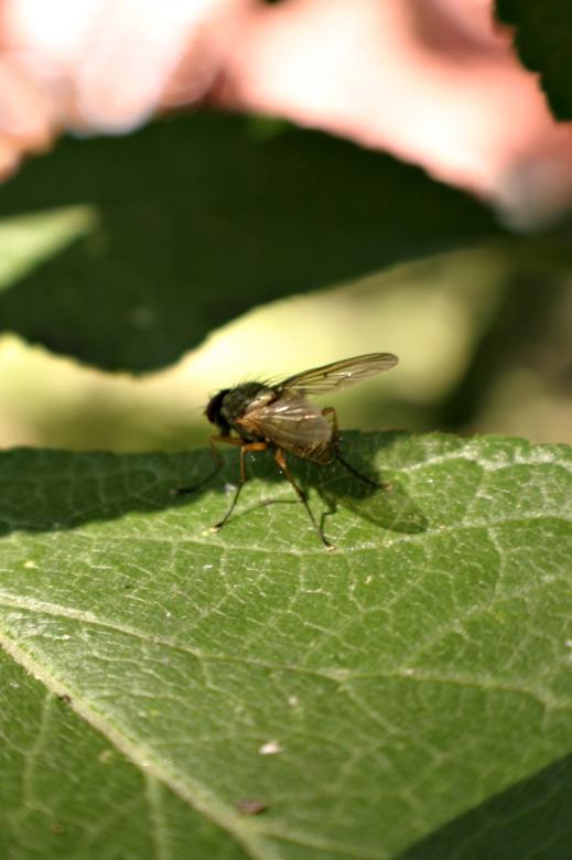 Free stock image of Fly on a leaf created by Bjorgvin