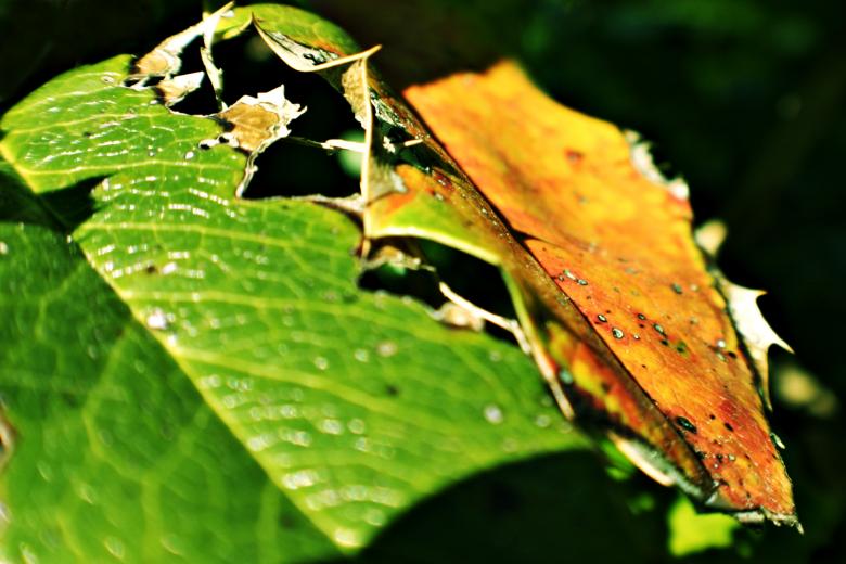 Free stock image of Rotten leaf created by Bjorgvin
