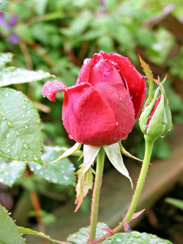 Free stock image of Red rose created by james thomas