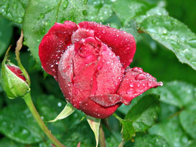 Free stock image of Red rose created by james thomas