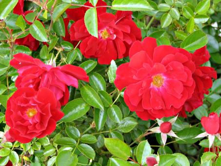 Red roses - Free Stock Photo