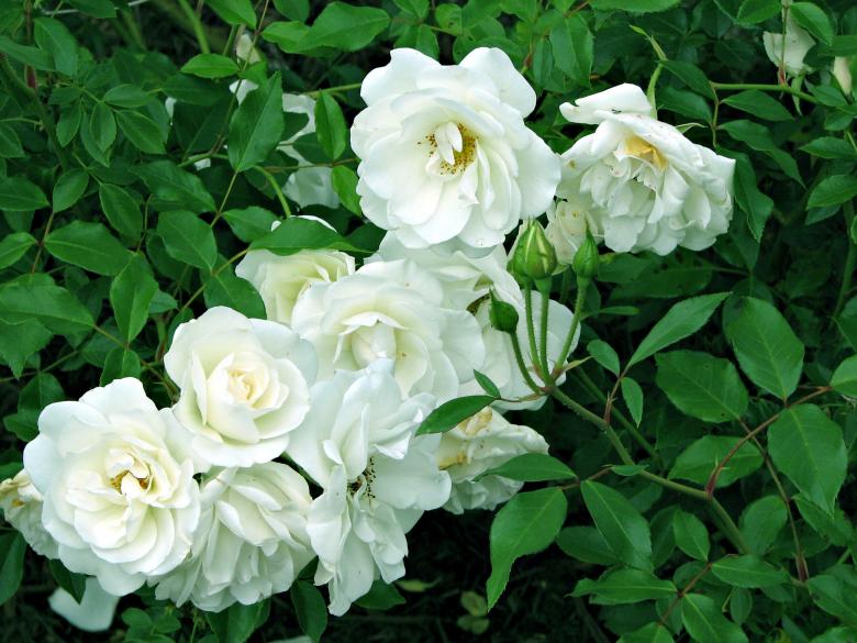 Free stock image of White flowers created by james thomas