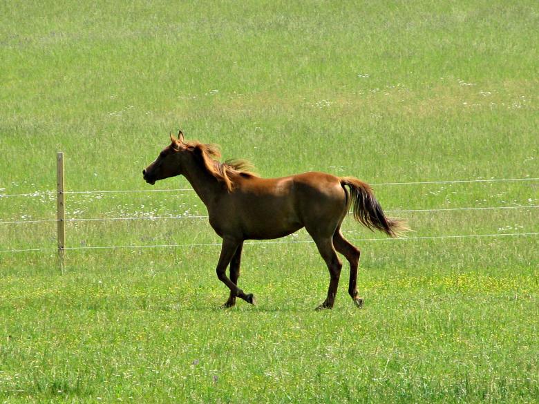 Free stock image of Running horse created by james thomas