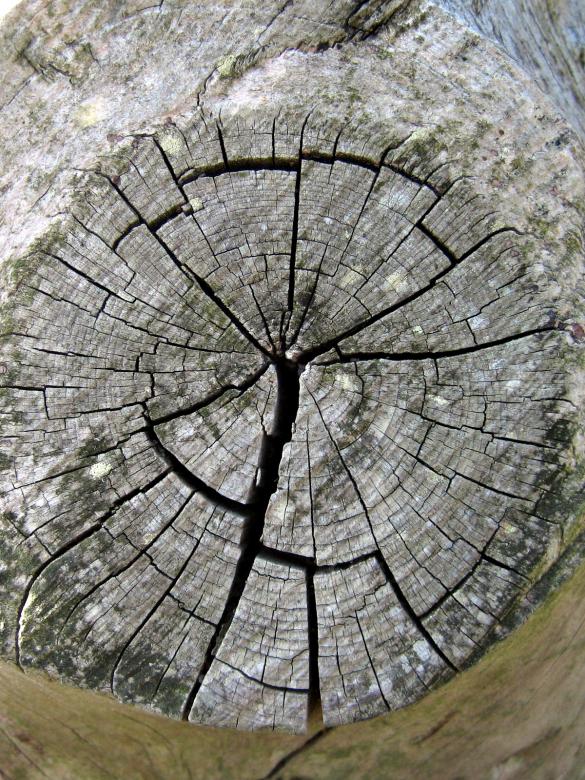 Free stock image of Dry old tree created by Bent Arvesen