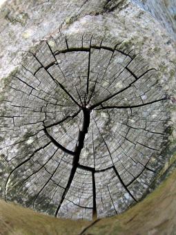 Free Stock Photo of Dry old tree