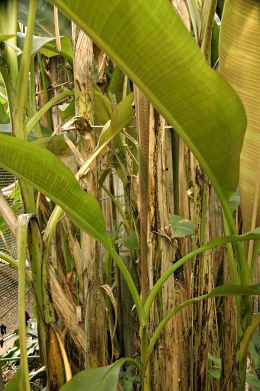 Free stock image of Tropical plants created by Bjorgvin