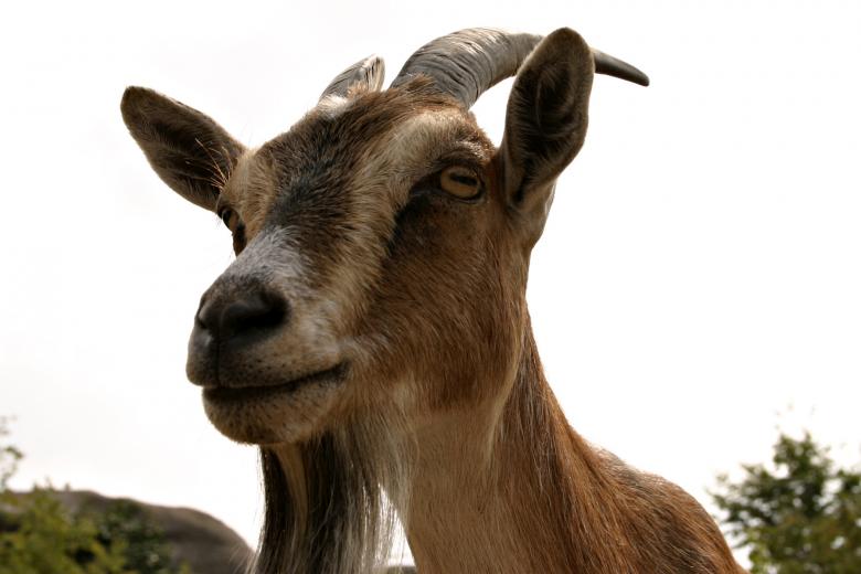 Free stock image of Goat closeup created by Bjorgvin