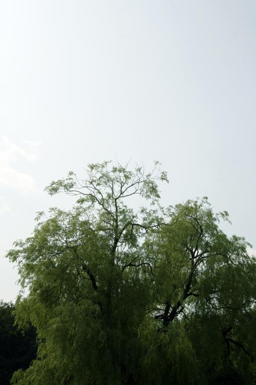Free stock image of Green tree agains a blue sky created by Bjorgvin
