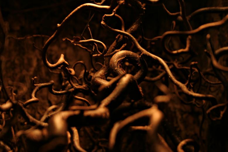 Free stock image of Dark roots created by Bjorgvin
