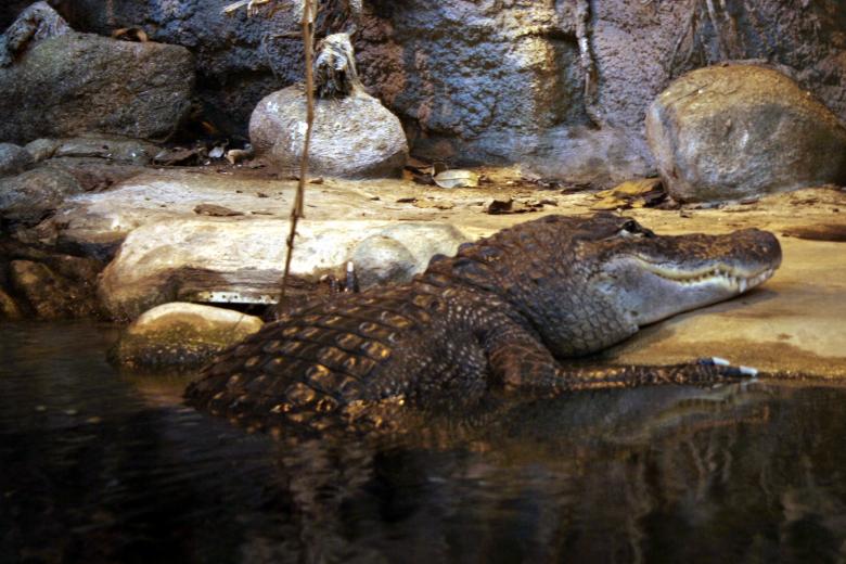 Free stock image of Crockodile created by Bjorgvin