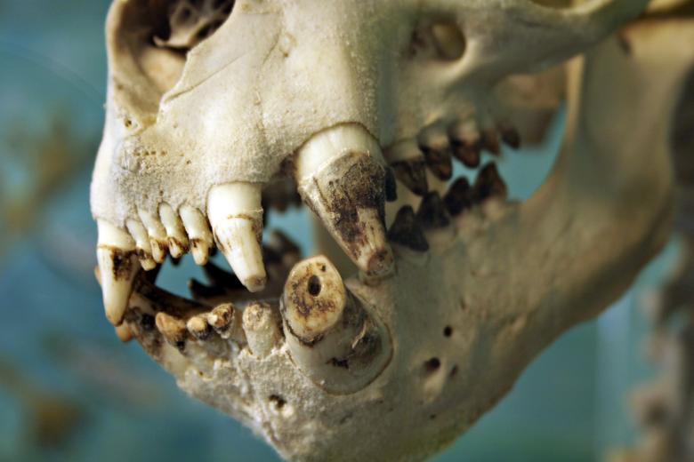 Free stock image of Sealion skull created by Bjorgvin