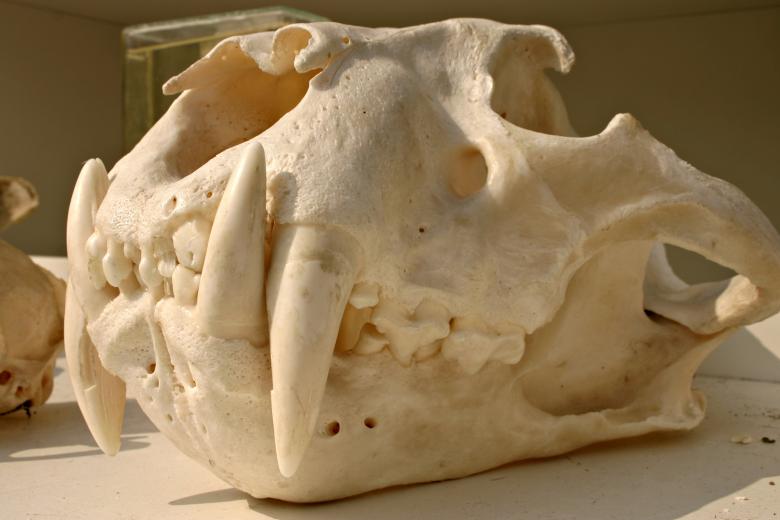 Free stock image of Tiger skull created by Bjorgvin