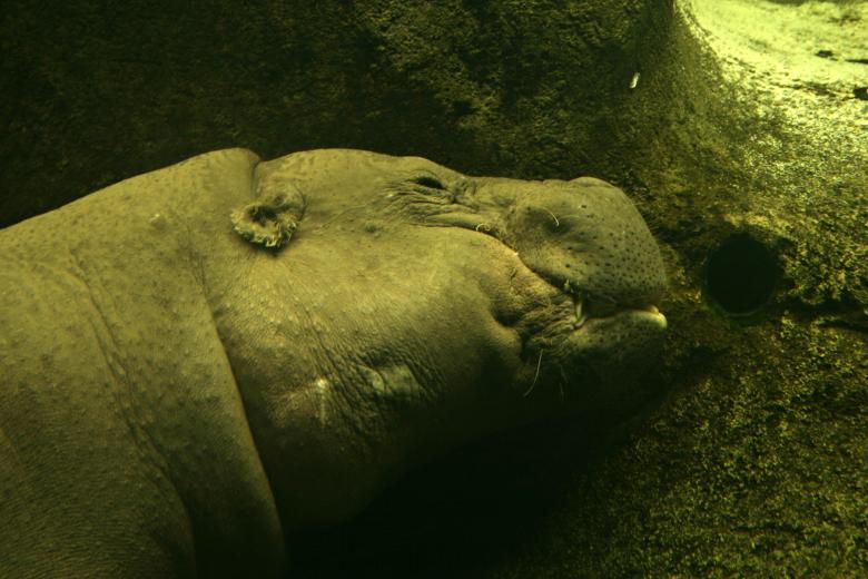 Free stock image of Hippo underwater created by Bjorgvin