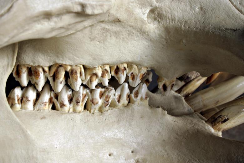 Free stock image of Animal teeth created by Bjorgvin