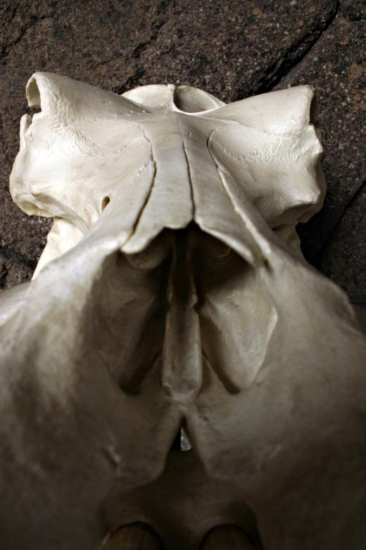 Free stock image of Hippo skull closeup created by Bjorgvin