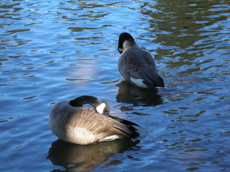 Free stock image of Feathered Friends created by jennifer hupe